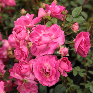 Szkółka róż - róże rabatowe polianty - różowy  - Rosa  Lippay János - róża bez zapachu - Márk Gergely - Swoją koronę przez długi czas utrzymuje w zieleni, w łagodne zimy nawet do wiosny. Początek kwitnięcia, to pierwsza połowa czerwca i kwiaty daje prawie bez przerwy aż do jesieni. Jest odporna na choroby, suszę i mrozy. Typowa róża klombowa.
